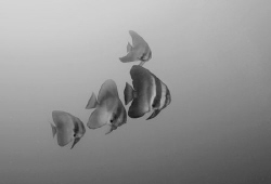 Batfish in black & white by Andy Lerner 